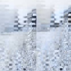 So is this winter scene A winter scene is nice