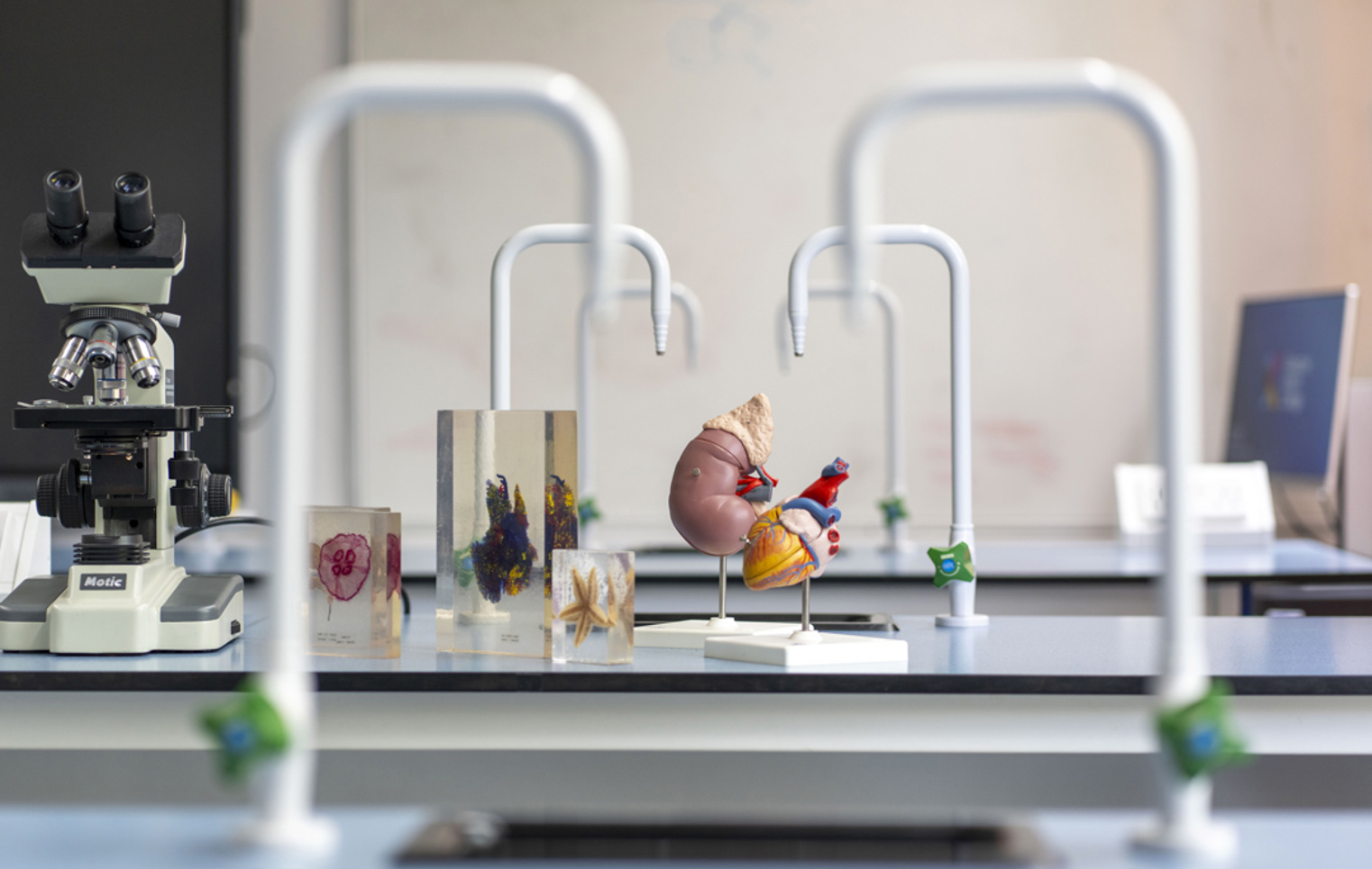 A science lab bench displays colourful models, including a kidney and heart, alongside a microscope and preserved biological specimens, all ready for a hands-on lesson in discovery