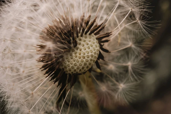 Close-up of a dandelion seed head with many seeds dispersed, showing detailed texture of the central core and remaining seed stems. Close-up of a dandelion seed head with many seeds dispersed, showing detailed texture of the central core and remaining seed stems.