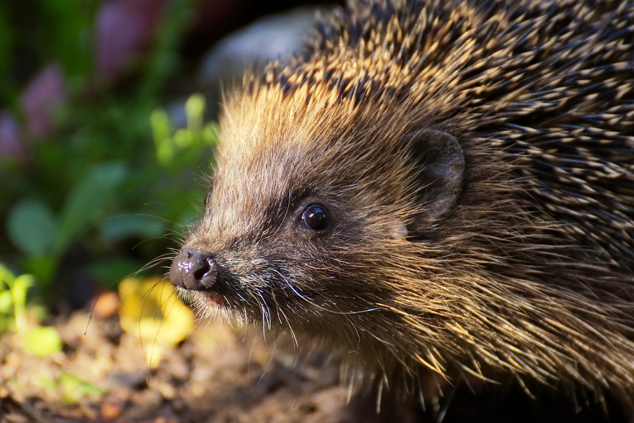 Close-up of a hedgehog in natural light, showing its detailed spines, nose, and whiskers as it sniffs around on the forest floor.