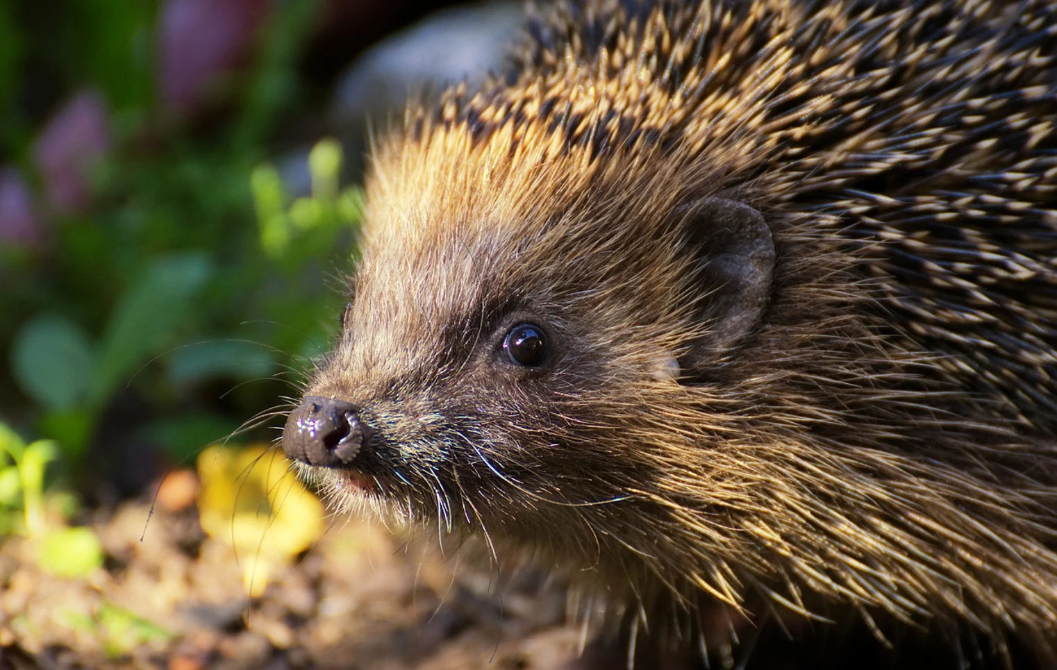 Close-up of a hedgehog in natural light, showing its detailed spines, nose, and whiskers as it sniffs around on the forest floor. Close-up of a hedgehog in natural light, showing its detailed spines, nose, and whiskers as it sniffs around on the forest floor.