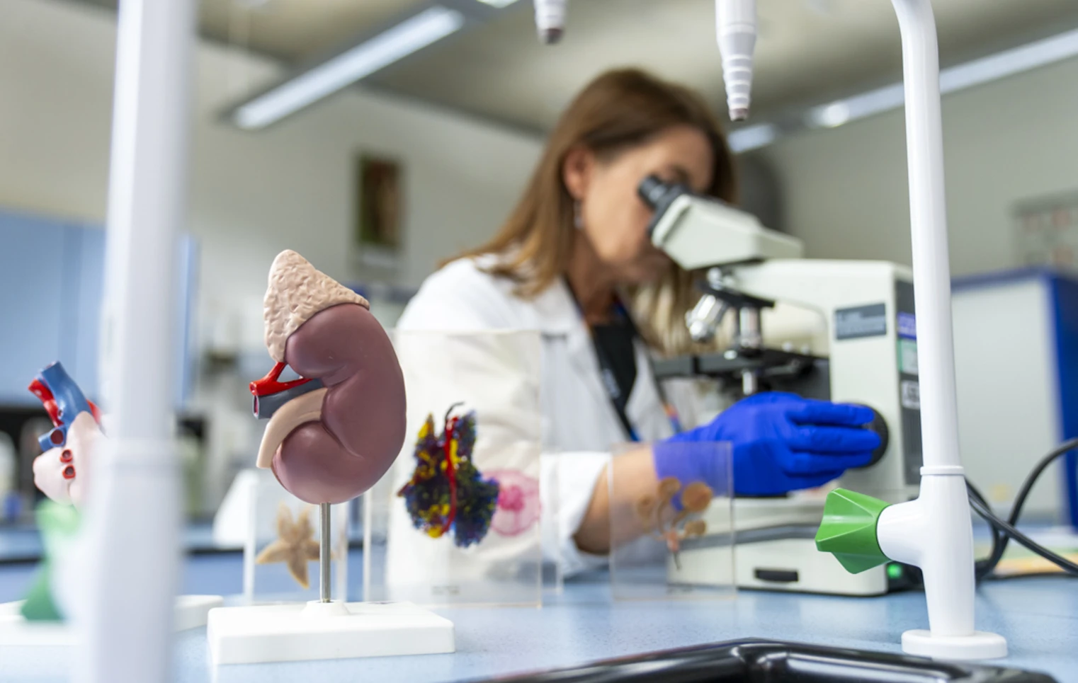 A student in a white lab coat and blue gloves adjusts a microscope in a bright science lab, with colourful anatomical models and science equipment on the bench, ready for some hands-on discovery. A student in a white lab coat and blue gloves adjusts a microscope in a bright science lab, with colourful anatomical models and science equipment on the bench, ready for some hands-on discovery.